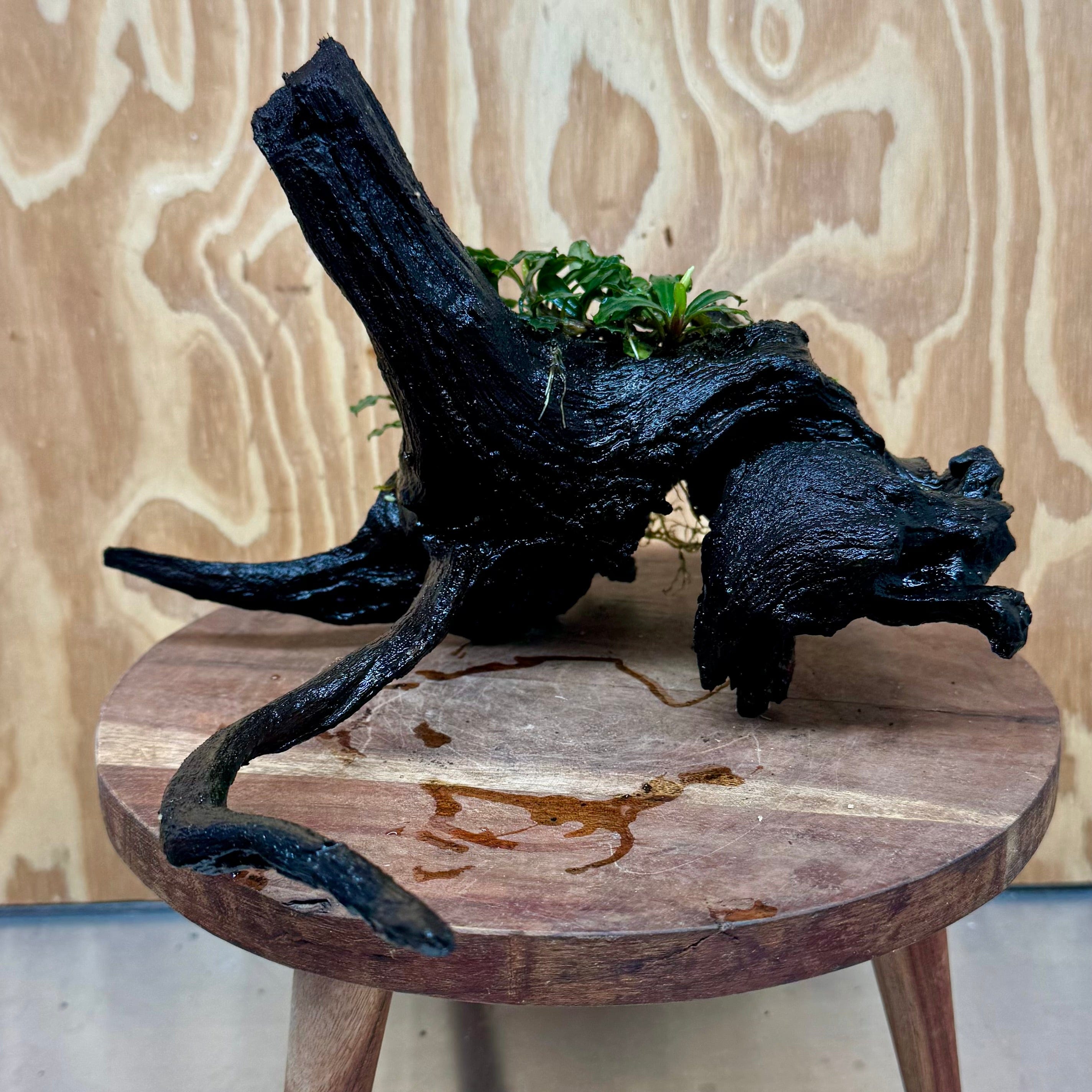 Scapeshop.com.au One Only Bucephalandra Double Planted Medium Driftwood - ONE ONLY - Amazing Bucephalandra Double Planted Medium Driftwood - ONE ONLY - Amazing