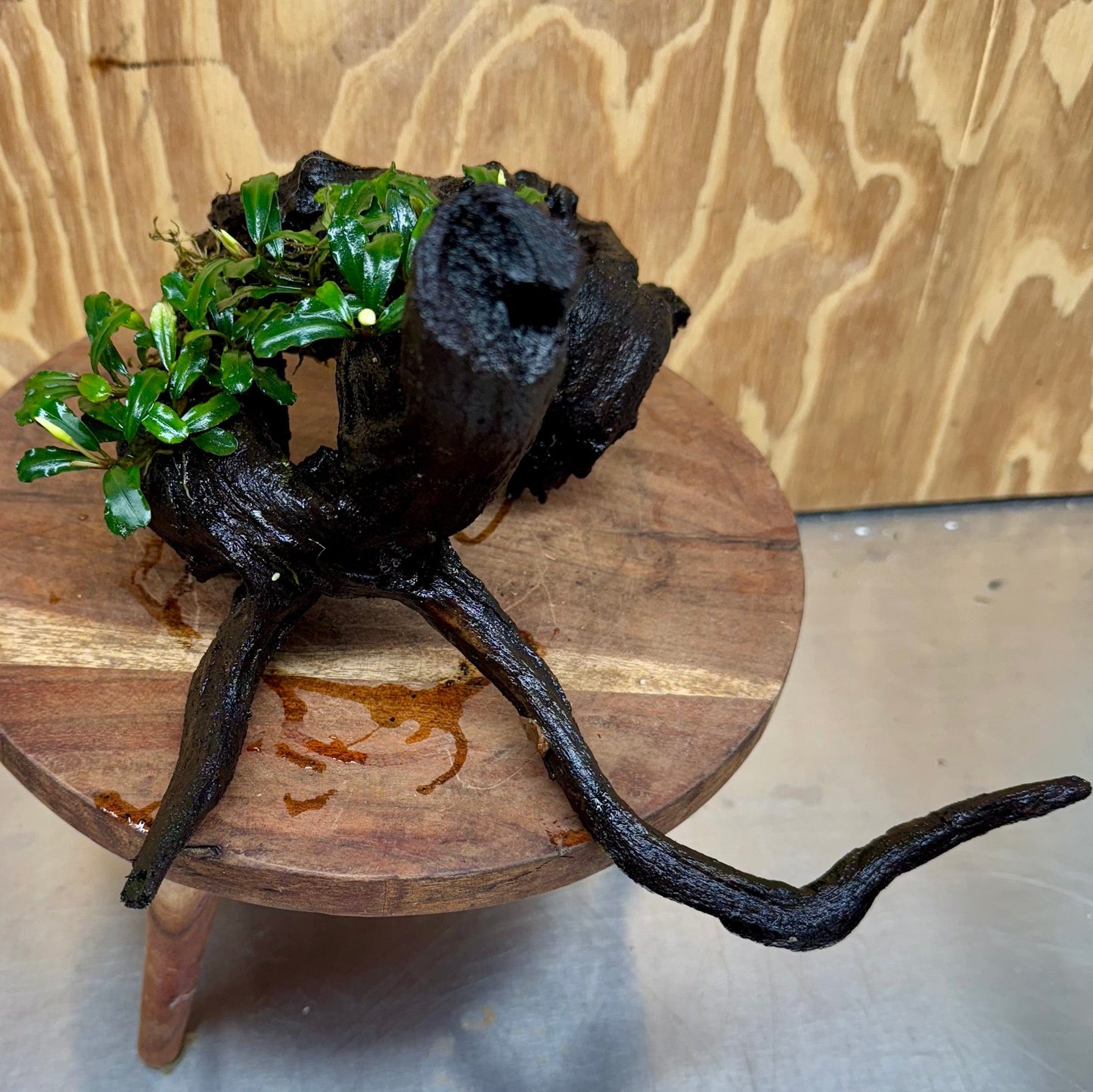 Scapeshop.com.au One Only Bucephalandra Double Planted Medium Driftwood - ONE ONLY - Amazing Bucephalandra Double Planted Medium Driftwood - ONE ONLY - Amazing