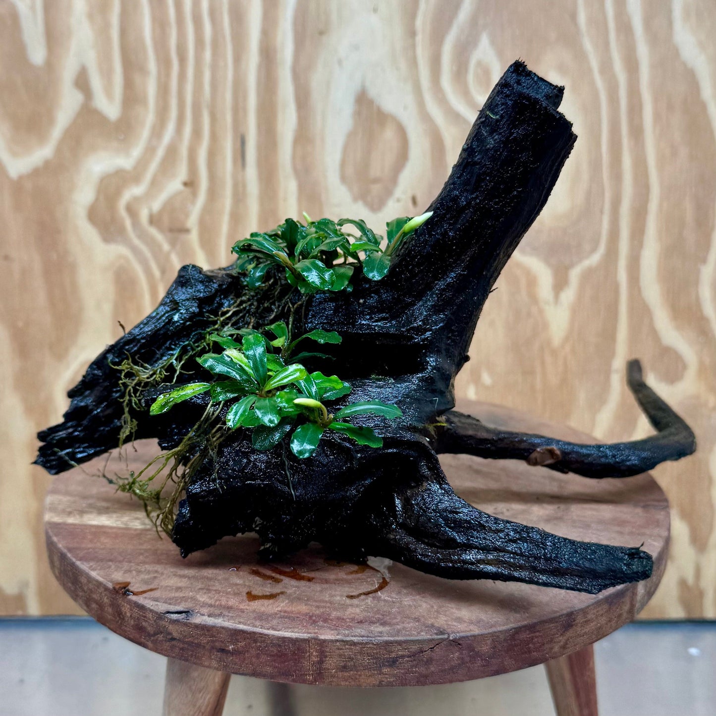 Scapeshop.com.au One Only Bucephalandra Double Planted Medium Driftwood - ONE ONLY - Amazing Bucephalandra Double Planted Medium Driftwood - ONE ONLY - Amazing