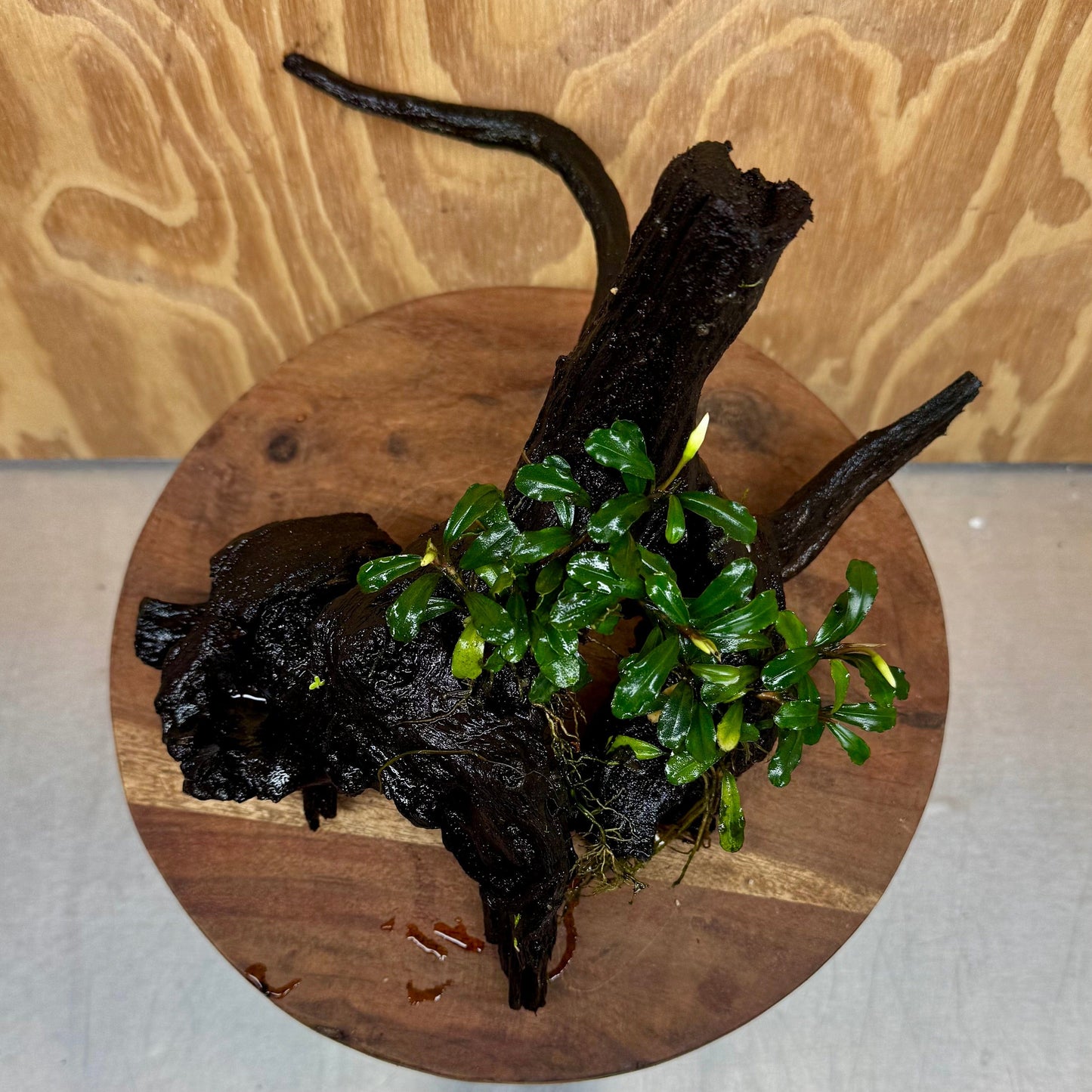 Scapeshop.com.au One Only Bucephalandra Double Planted Medium Driftwood - ONE ONLY - Amazing Bucephalandra Double Planted Medium Driftwood - ONE ONLY - Amazing