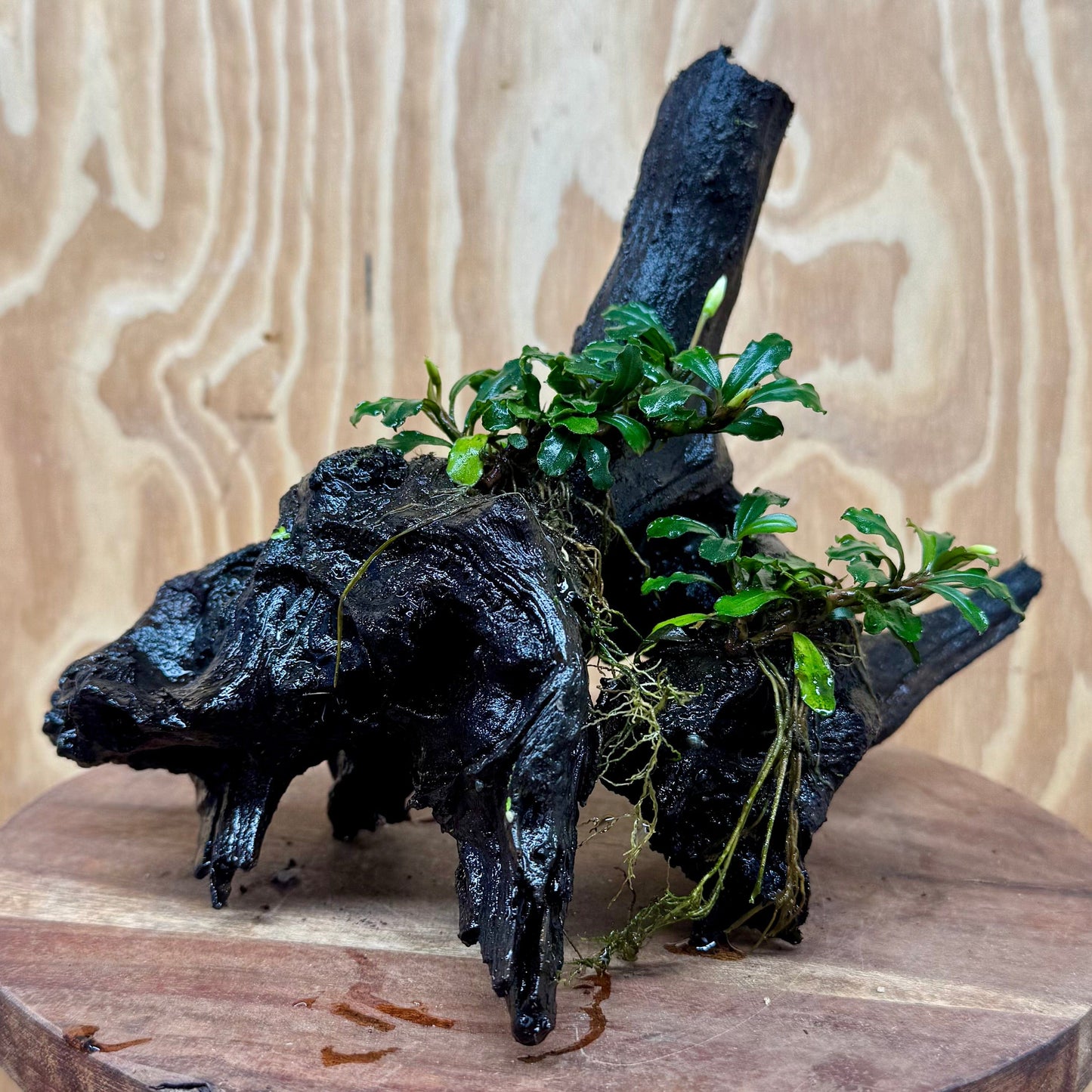 Scapeshop.com.au One Only Bucephalandra Double Planted Medium Driftwood - ONE ONLY - Amazing Bucephalandra Double Planted Medium Driftwood - ONE ONLY - Amazing