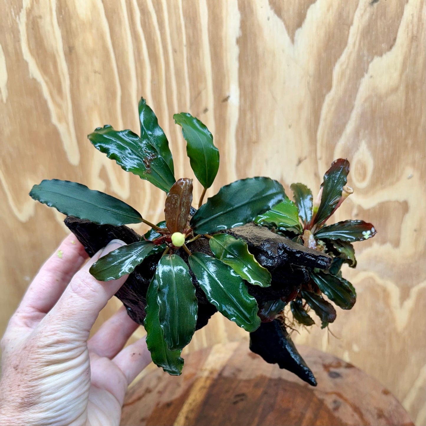 Scapeshop.com.au One Only Bucephalandra Double Planted Medium Driftwood - ONE ONLY - Amazing Bucephalandra Double Planted Medium Driftwood - ONE ONLY - Amazing