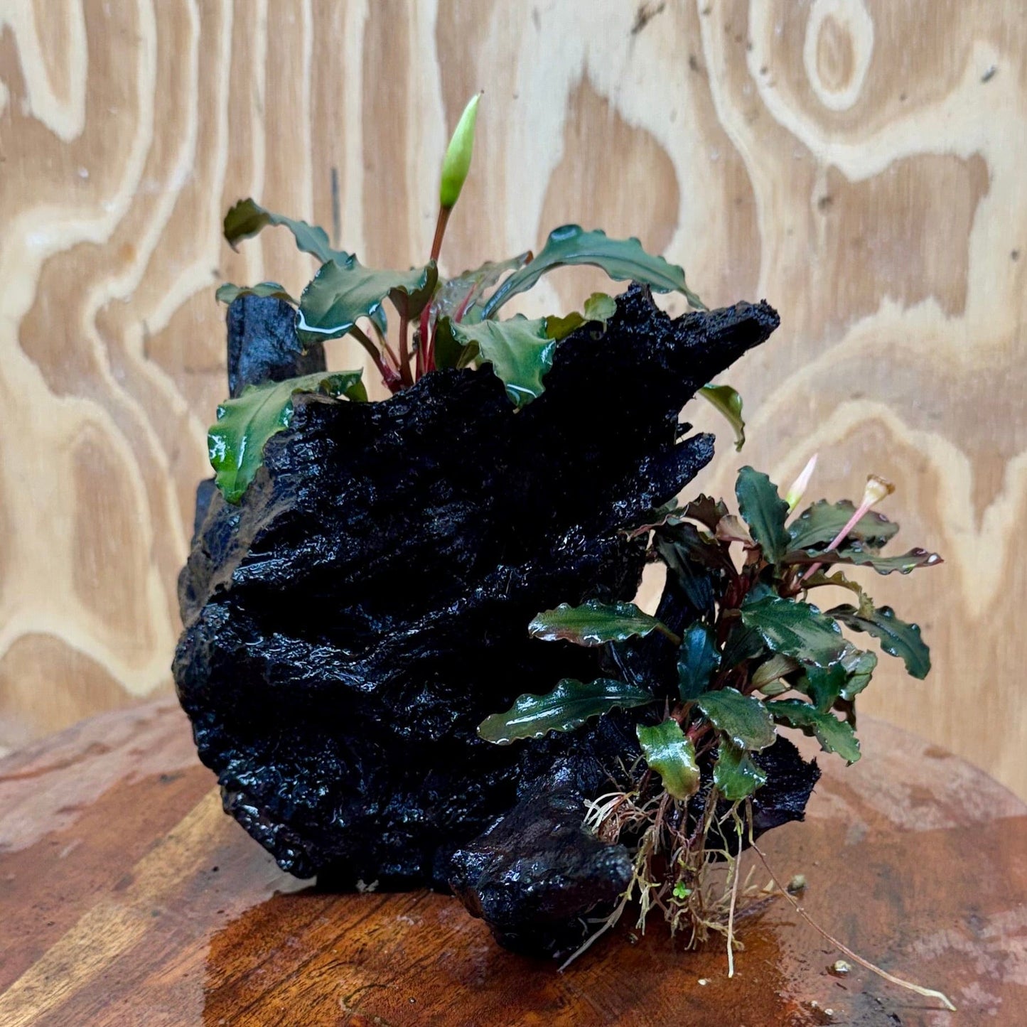 Scapeshop.com.au One Only Bucephalandra Double Planted Medium Driftwood - ONE ONLY - Amazing Bucephalandra Double Planted Medium Driftwood - ONE ONLY - Amazing