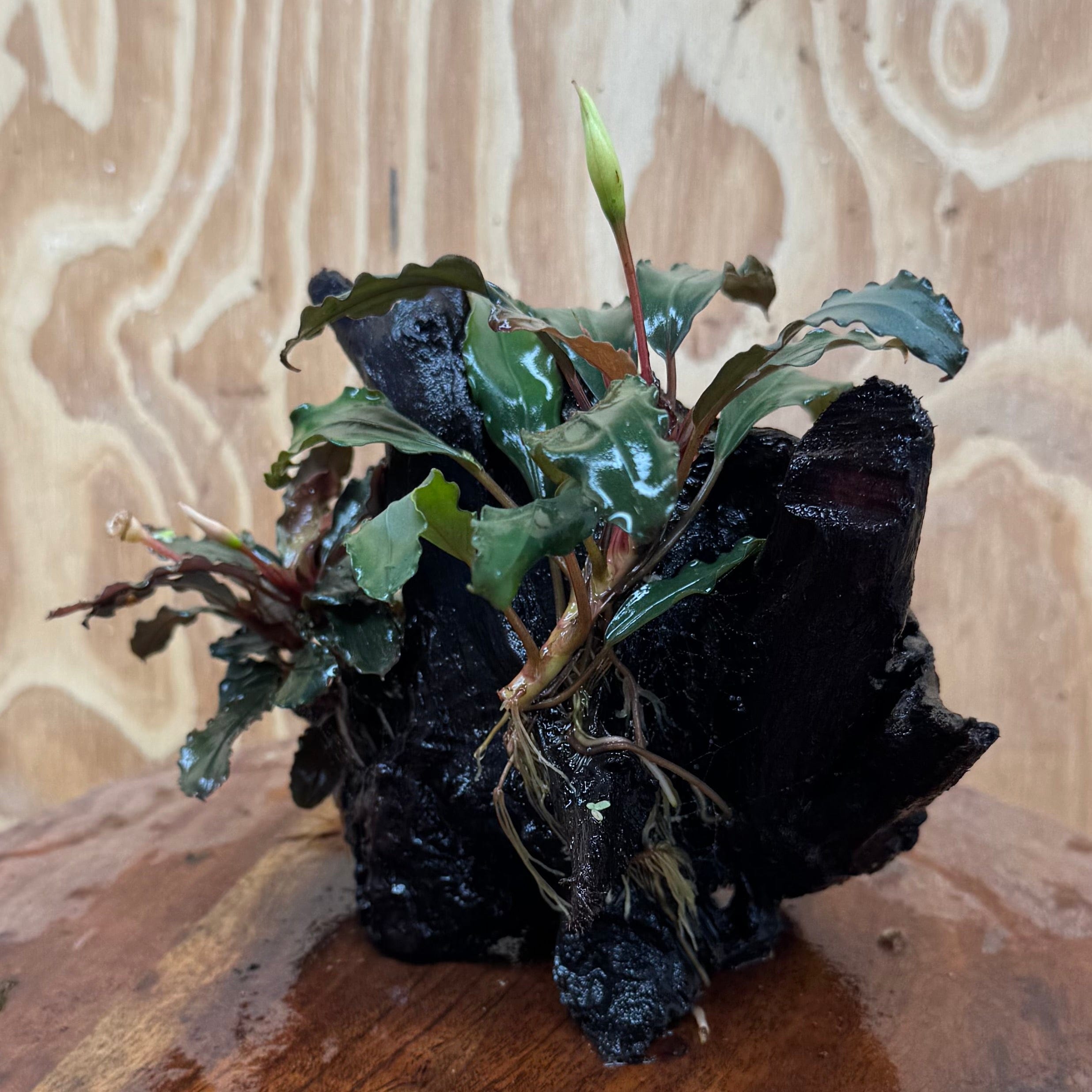 Scapeshop.com.au One Only Bucephalandra Double Planted Medium Driftwood - ONE ONLY - Amazing Bucephalandra Double Planted Medium Driftwood - ONE ONLY - Amazing