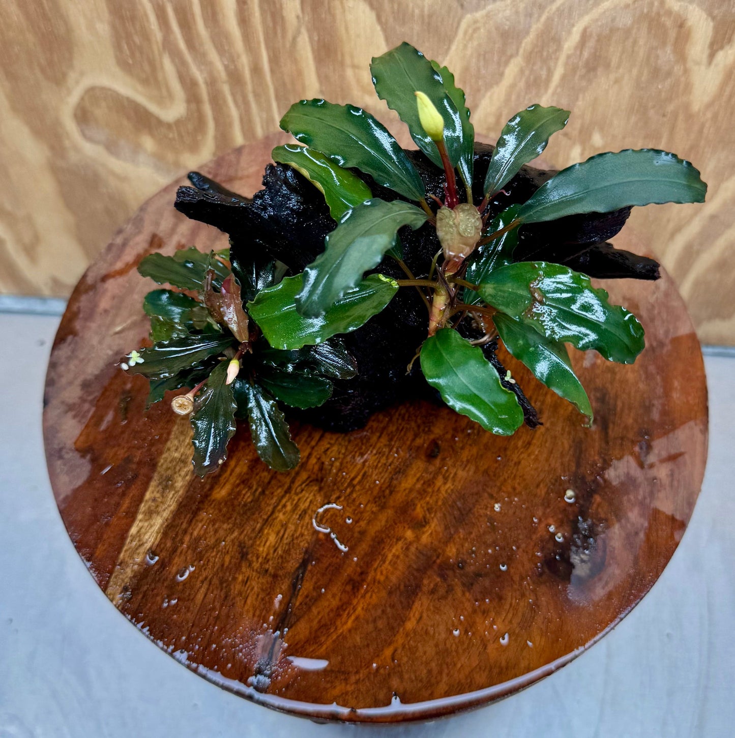 Scapeshop.com.au One Only Bucephalandra Double Planted Medium Driftwood - ONE ONLY - Amazing Bucephalandra Double Planted Medium Driftwood - ONE ONLY - Amazing