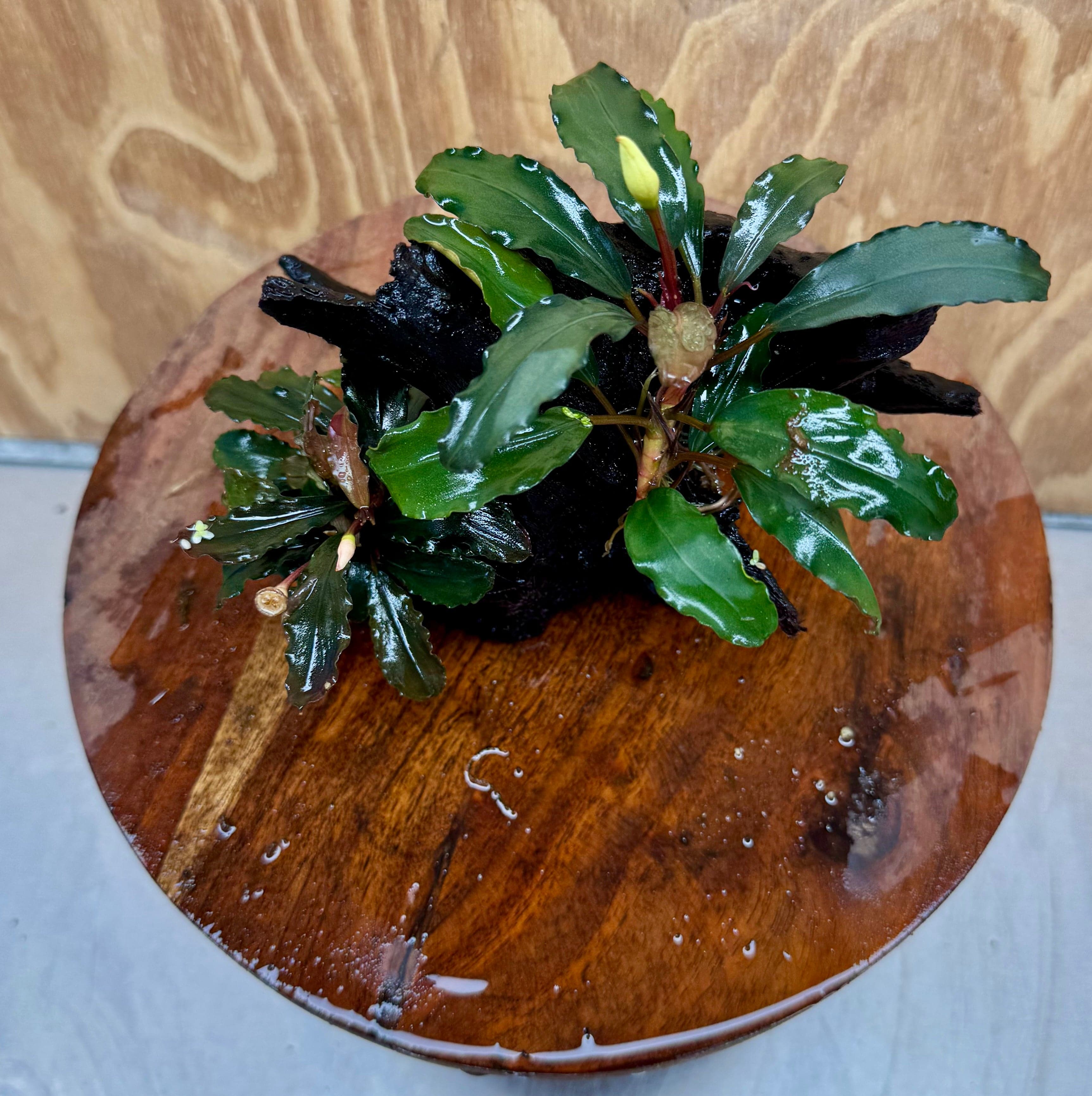 Scapeshop.com.au One Only Bucephalandra Double Planted Medium Driftwood - ONE ONLY - Amazing Bucephalandra Double Planted Medium Driftwood - ONE ONLY - Amazing