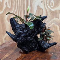 Scapeshop.com.au One Only Bucephalandra Double Planted Medium Driftwood - ONE ONLY - Amazing Bucephalandra Double Planted Medium Driftwood - ONE ONLY - Amazing