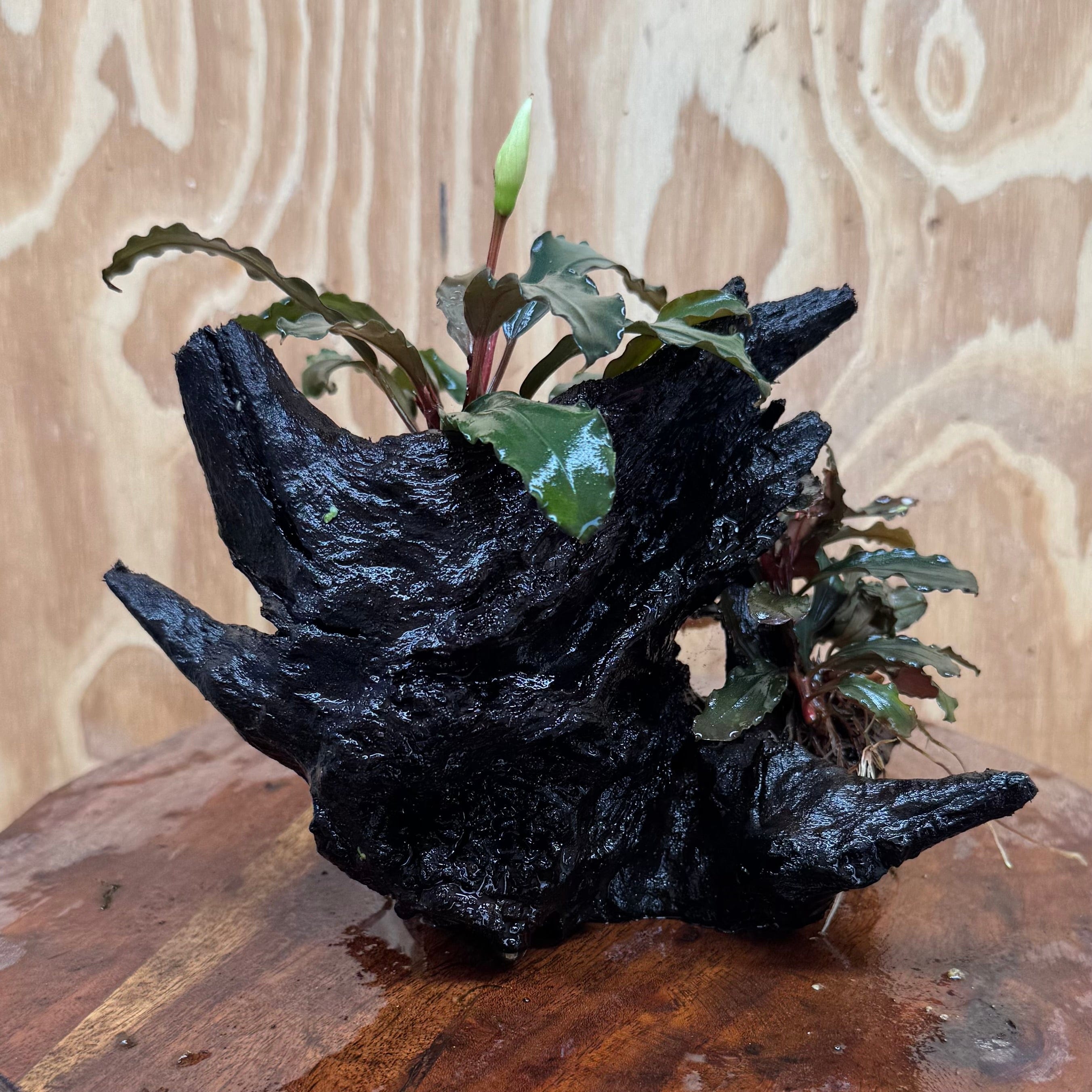 Scapeshop.com.au One Only Bucephalandra Double Planted Medium Driftwood - ONE ONLY - Amazing Bucephalandra Double Planted Medium Driftwood - ONE ONLY - Amazing