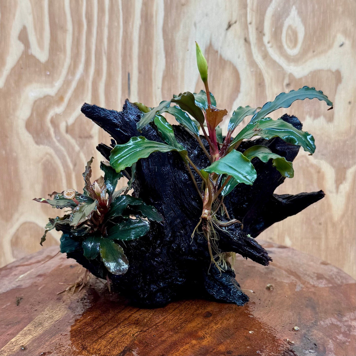 Scapeshop.com.au One Only Bucephalandra Double Planted Medium Driftwood - ONE ONLY - Amazing Bucephalandra Double Planted Medium Driftwood - ONE ONLY - Amazing