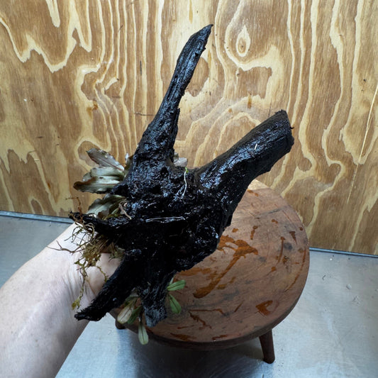 Scapeshop.com.au One Only Bucephalandra Double Planted Medium Driftwood - ONE ONLY - Amazing Bucephalandra Double Planted Medium Driftwood - ONE ONLY - Amazing