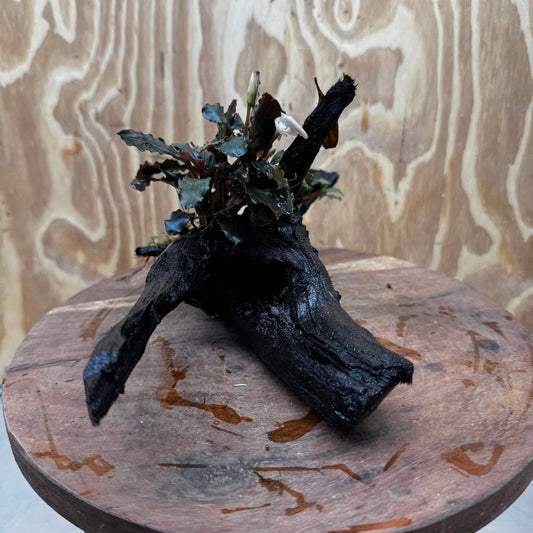 Scapeshop.com.au One Only Bucephalandra Double Planted Medium Driftwood - ONE ONLY - Amazing Bucephalandra Double Planted Medium Driftwood - ONE ONLY - Amazing