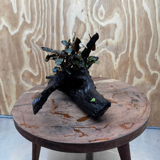Scapeshop.com.au One Only Bucephalandra Double Planted Medium Driftwood - ONE ONLY - Amazing Bucephalandra Double Planted Medium Driftwood - ONE ONLY - Amazing