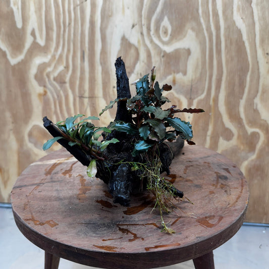 Scapeshop.com.au One Only Bucephalandra Double Planted Medium Driftwood - ONE ONLY - Amazing Bucephalandra Double Planted Medium Driftwood - ONE ONLY - Amazing