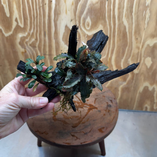 Scapeshop.com.au One Only Bucephalandra Double Planted Medium Driftwood - ONE ONLY - Amazing Bucephalandra Double Planted Medium Driftwood - ONE ONLY - Amazing