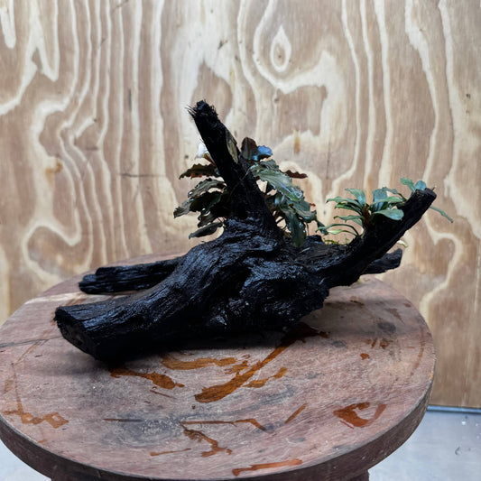 Scapeshop.com.au One Only Bucephalandra Double Planted Medium Driftwood - ONE ONLY - Amazing Bucephalandra Double Planted Medium Driftwood - ONE ONLY - Amazing