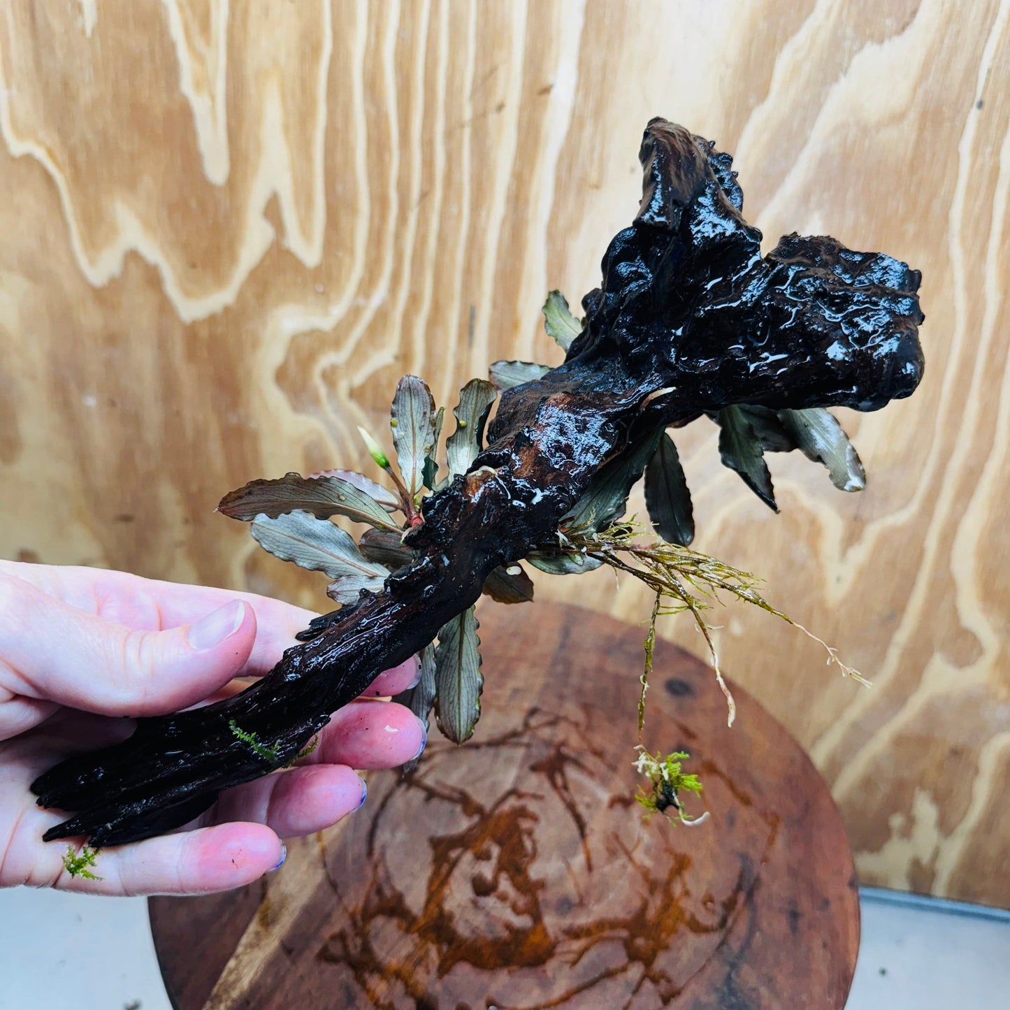 Scapeshop.com.au One Only Bucephalandra Double Planted Medium Driftwood - ONE ONLY - Amazing Bucephalandra Double Planted Medium Driftwood - ONE ONLY - Amazing