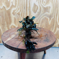 Scapeshop.com.au One Only Bucephalandra Double Planted Medium Driftwood - ONE ONLY - Amazing Bucephalandra Double Planted Medium Driftwood - ONE ONLY - Amazing