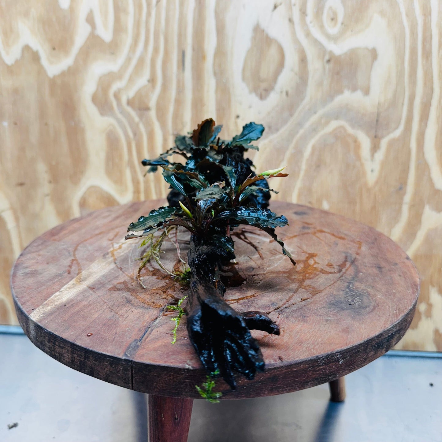 Scapeshop.com.au One Only Bucephalandra Double Planted Medium Driftwood - ONE ONLY - Amazing Bucephalandra Double Planted Medium Driftwood - ONE ONLY - Amazing