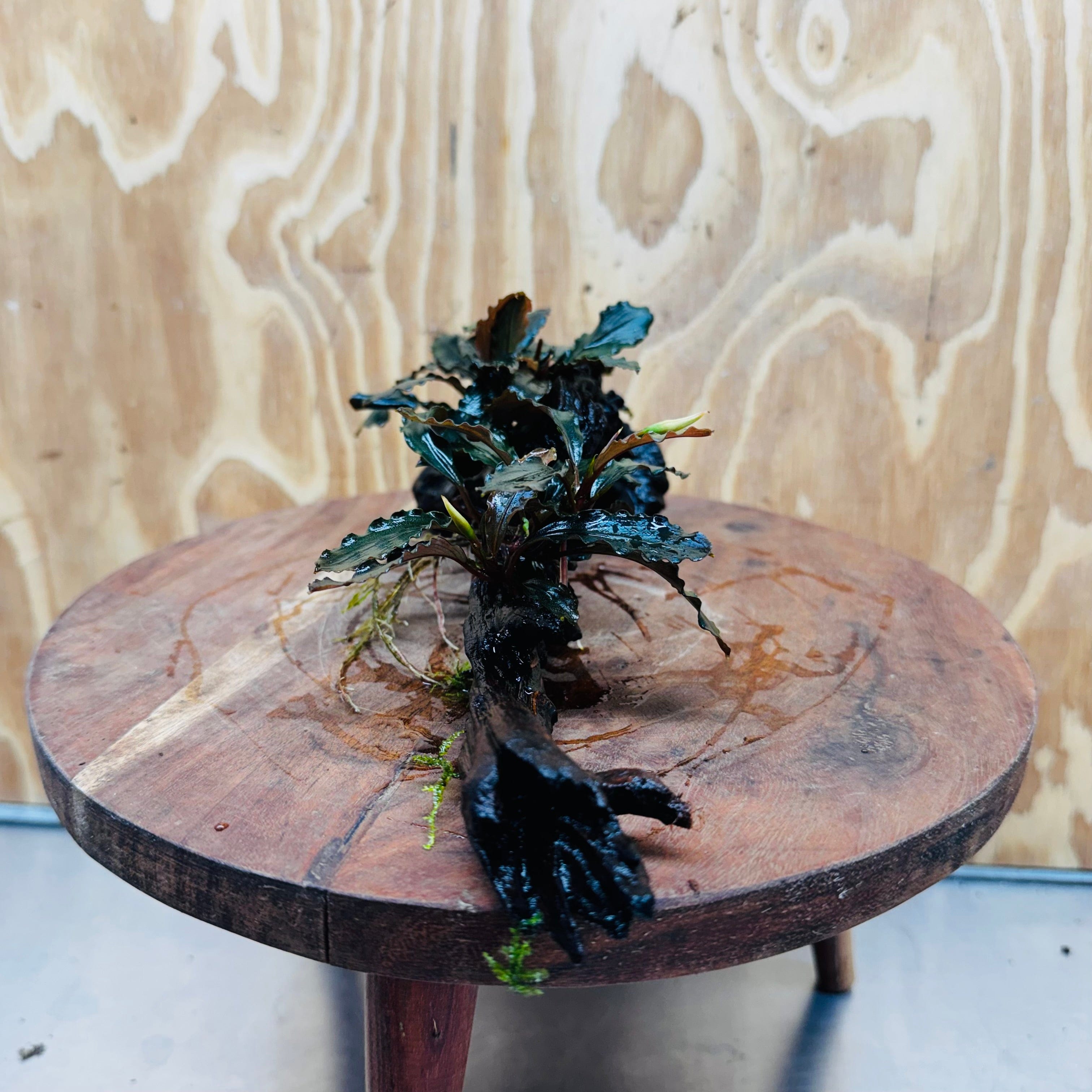 Scapeshop.com.au One Only Bucephalandra Double Planted Medium Driftwood - ONE ONLY - Amazing Bucephalandra Double Planted Medium Driftwood - ONE ONLY - Amazing