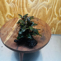 Scapeshop.com.au One Only Bucephalandra Double Planted Medium Driftwood - ONE ONLY - Amazing Bucephalandra Double Planted Medium Driftwood - ONE ONLY - Amazing