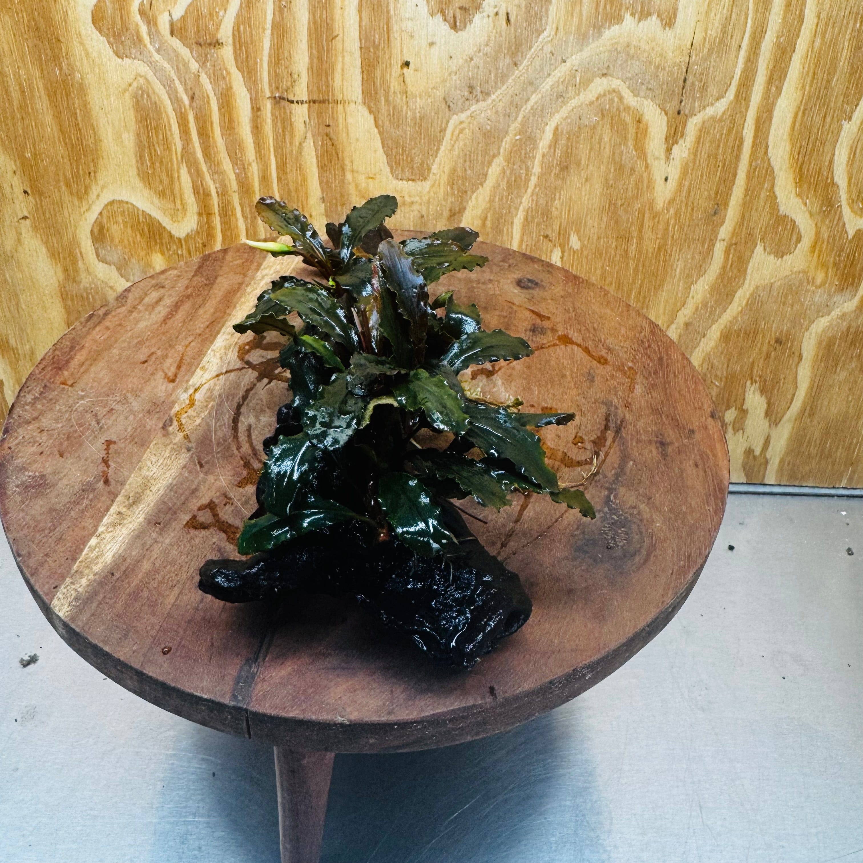Scapeshop.com.au One Only Bucephalandra Double Planted Medium Driftwood - ONE ONLY - Amazing Bucephalandra Double Planted Medium Driftwood - ONE ONLY - Amazing