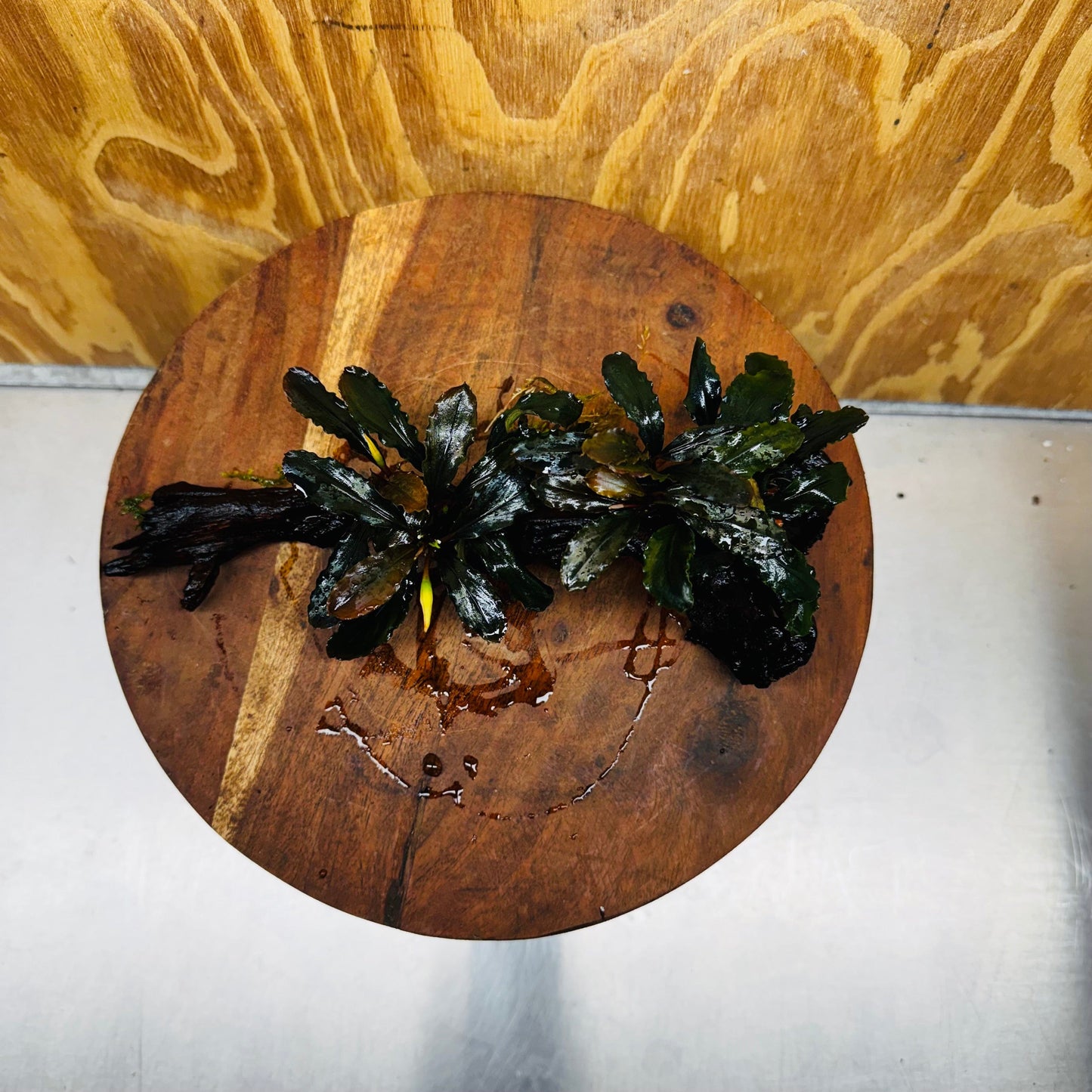 Scapeshop.com.au One Only Bucephalandra Double Planted Medium Driftwood - ONE ONLY - Amazing Bucephalandra Double Planted Medium Driftwood - ONE ONLY - Amazing