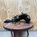 Scapeshop.com.au One Only Bucephalandra Double Planted Medium Driftwood - ONE ONLY - Amazing Bucephalandra Double Planted Medium Driftwood - ONE ONLY - Amazing