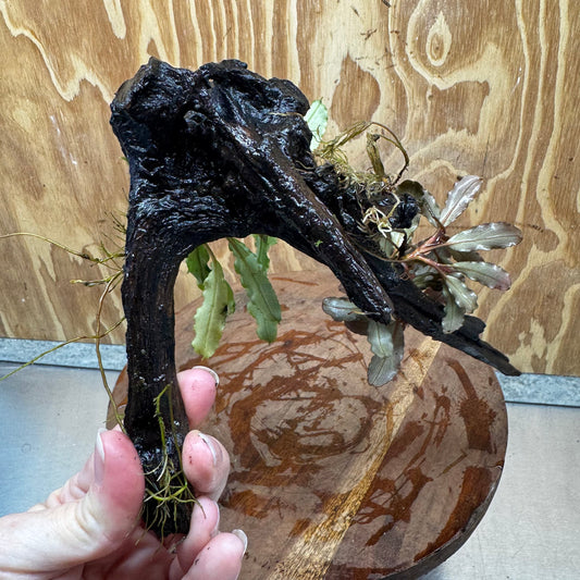 Scapeshop.com.au One Only Bucephalandra Double Planted Medium Driftwood - ONE ONLY - Amazing Bucephalandra Double Planted Medium Driftwood - ONE ONLY - Amazing