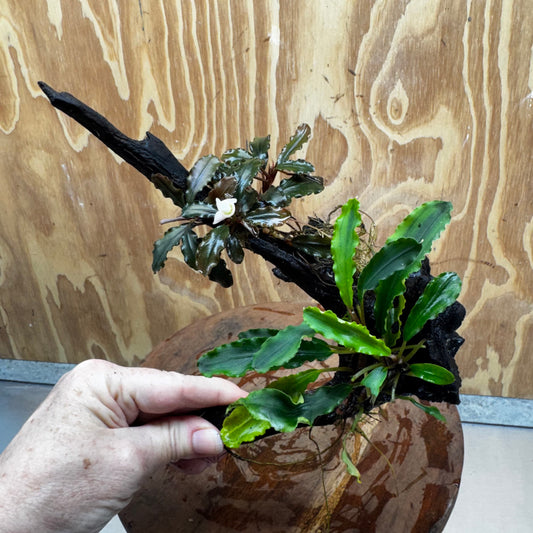 Scapeshop.com.au One Only Bucephalandra Double Planted Medium Driftwood - ONE ONLY - Amazing Bucephalandra Double Planted Medium Driftwood - ONE ONLY - Amazing