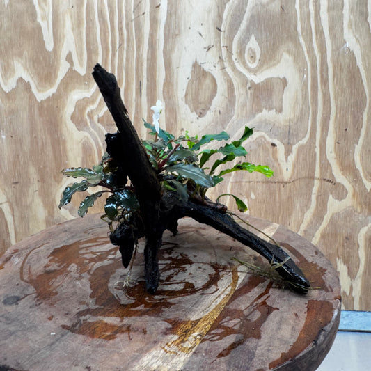 Scapeshop.com.au One Only Bucephalandra Double Planted Medium Driftwood - ONE ONLY - Amazing Bucephalandra Double Planted Medium Driftwood - ONE ONLY - Amazing