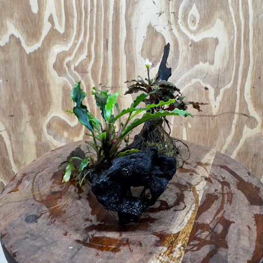 Scapeshop.com.au One Only Bucephalandra Double Planted Medium Driftwood - ONE ONLY - Amazing Bucephalandra Double Planted Medium Driftwood - ONE ONLY - Amazing