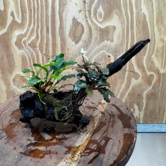 Scapeshop.com.au One Only Bucephalandra Double Planted Medium Driftwood - ONE ONLY - Amazing Bucephalandra Double Planted Medium Driftwood - ONE ONLY - Amazing