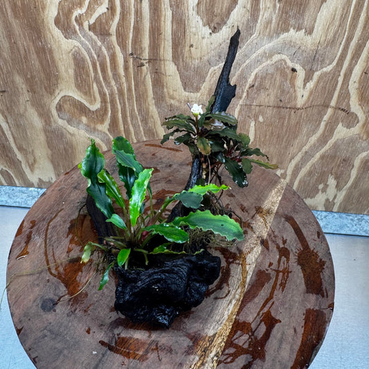 Scapeshop.com.au One Only Bucephalandra Double Planted Medium Driftwood - ONE ONLY - Amazing Bucephalandra Double Planted Medium Driftwood - ONE ONLY - Amazing