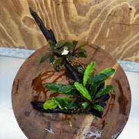 Scapeshop.com.au One Only Bucephalandra Double Planted Medium Driftwood - ONE ONLY - Amazing Bucephalandra Double Planted Medium Driftwood - ONE ONLY - Amazing
