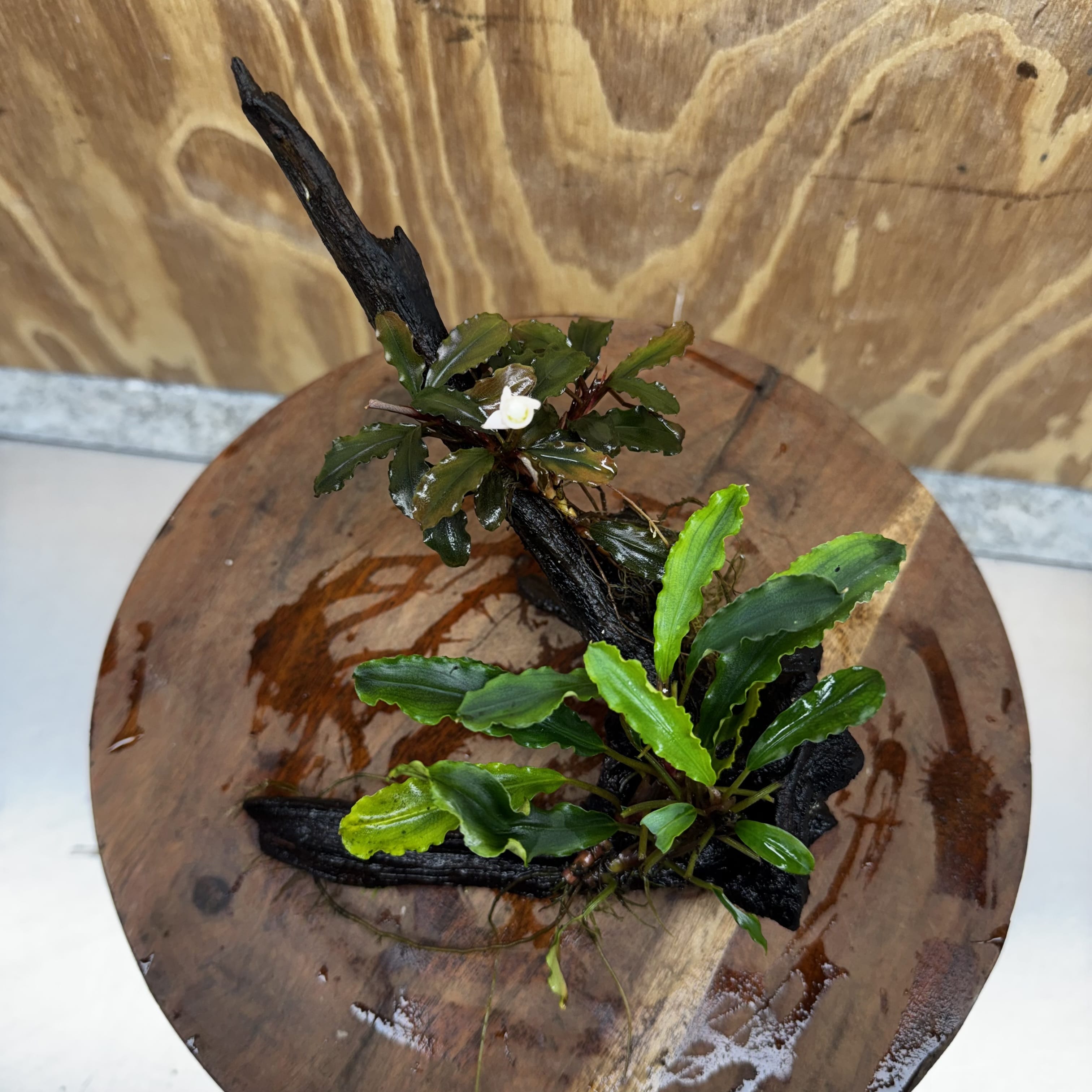 Scapeshop.com.au One Only Bucephalandra Double Planted Medium Driftwood - ONE ONLY - Amazing Bucephalandra Double Planted Medium Driftwood - ONE ONLY - Amazing
