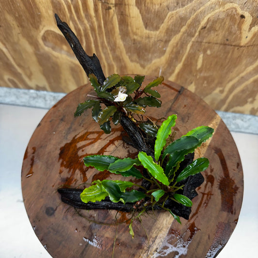 Scapeshop.com.au One Only Bucephalandra Double Planted Medium Driftwood - ONE ONLY - Amazing Bucephalandra Double Planted Medium Driftwood - ONE ONLY - Amazing