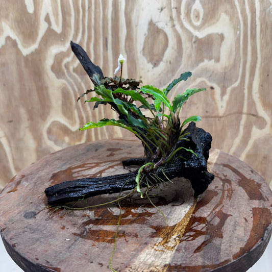 Scapeshop.com.au One Only Bucephalandra Double Planted Medium Driftwood - ONE ONLY - Amazing Bucephalandra Double Planted Medium Driftwood - ONE ONLY - Amazing
