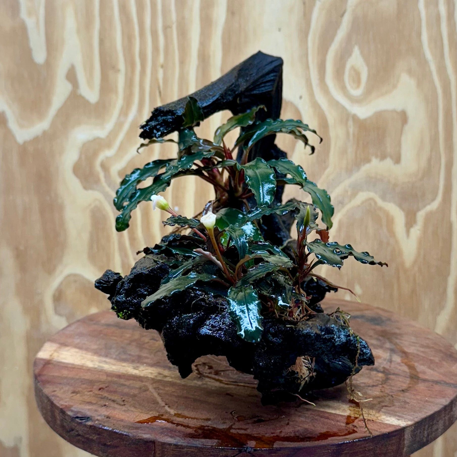 Scapeshop.com.au One Only Bucephalandra Double Planted Medium Driftwood - ONE ONLY - Elegant Bucephalandra Double Planted Medium Driftwood - ONE ONLY - Elegant