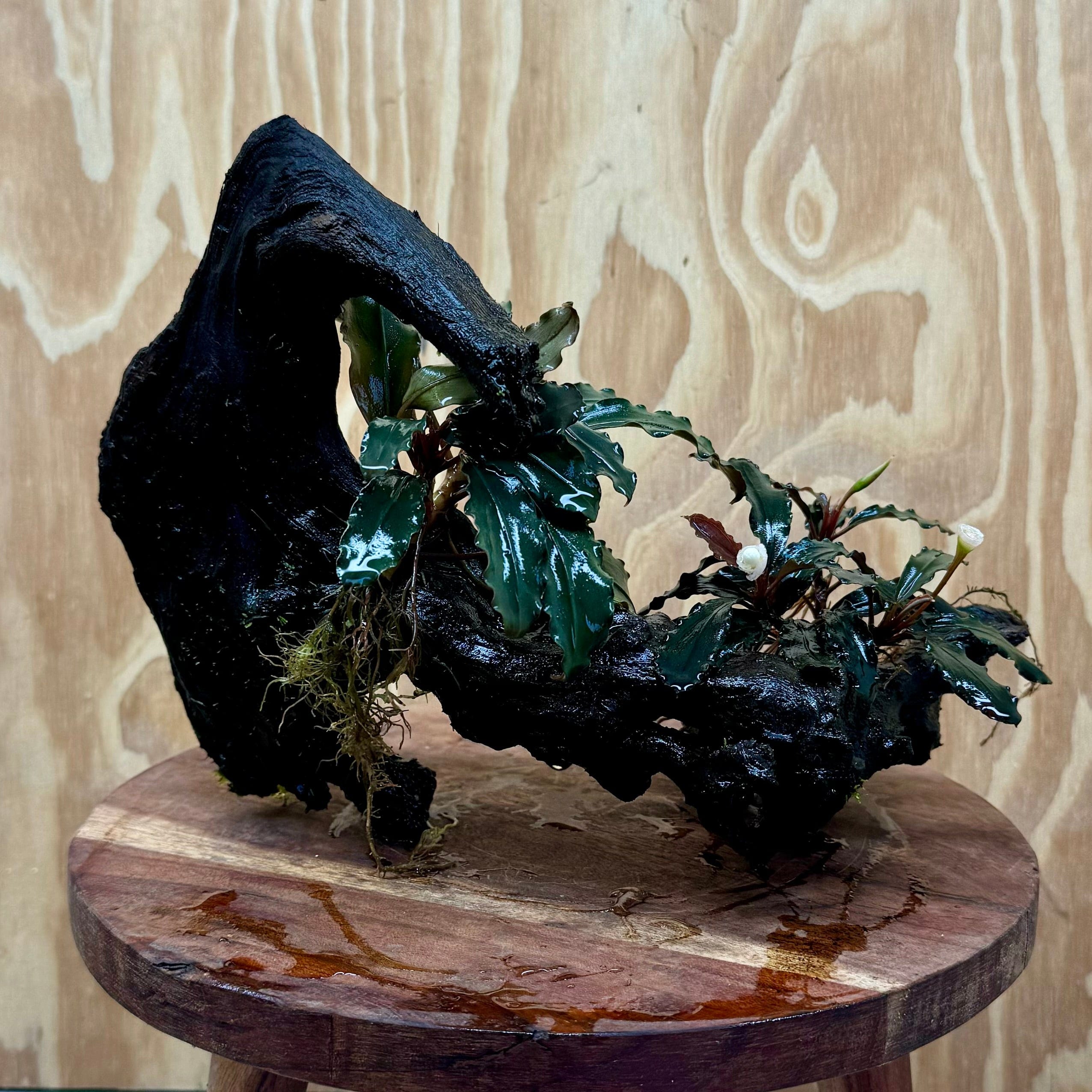 Scapeshop.com.au One Only Bucephalandra Double Planted Medium Driftwood - ONE ONLY - Elegant Bucephalandra Double Planted Medium Driftwood - ONE ONLY - Elegant