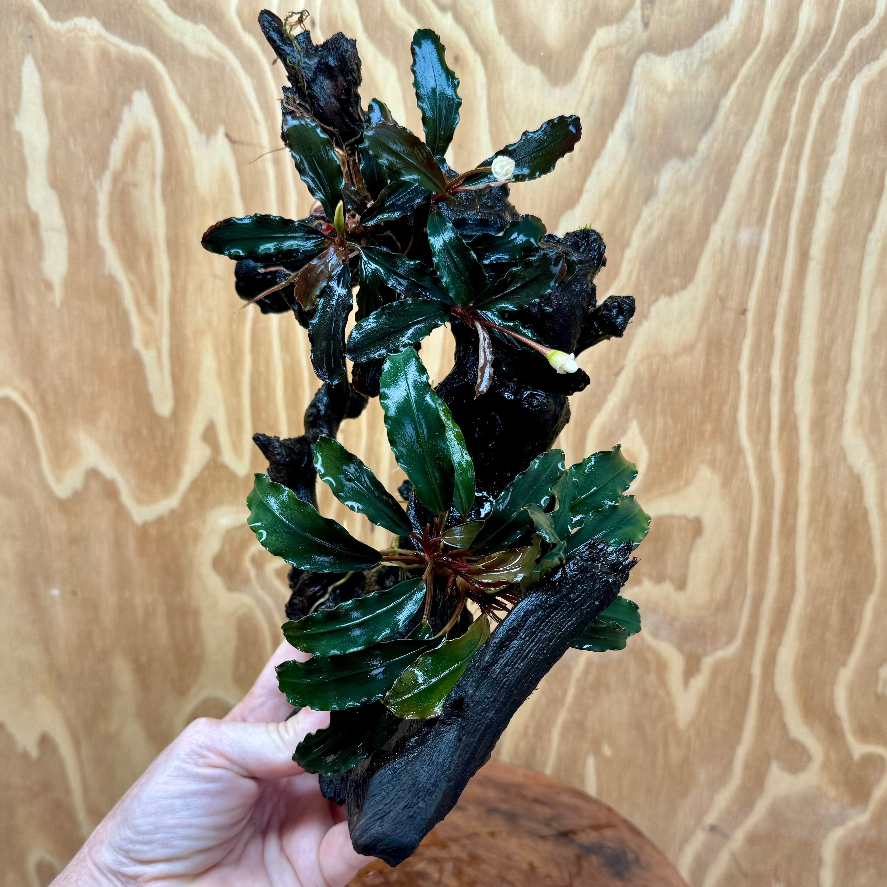 Scapeshop.com.au One Only Bucephalandra Double Planted Medium Driftwood - ONE ONLY - Elegant Bucephalandra Double Planted Medium Driftwood - ONE ONLY - Elegant