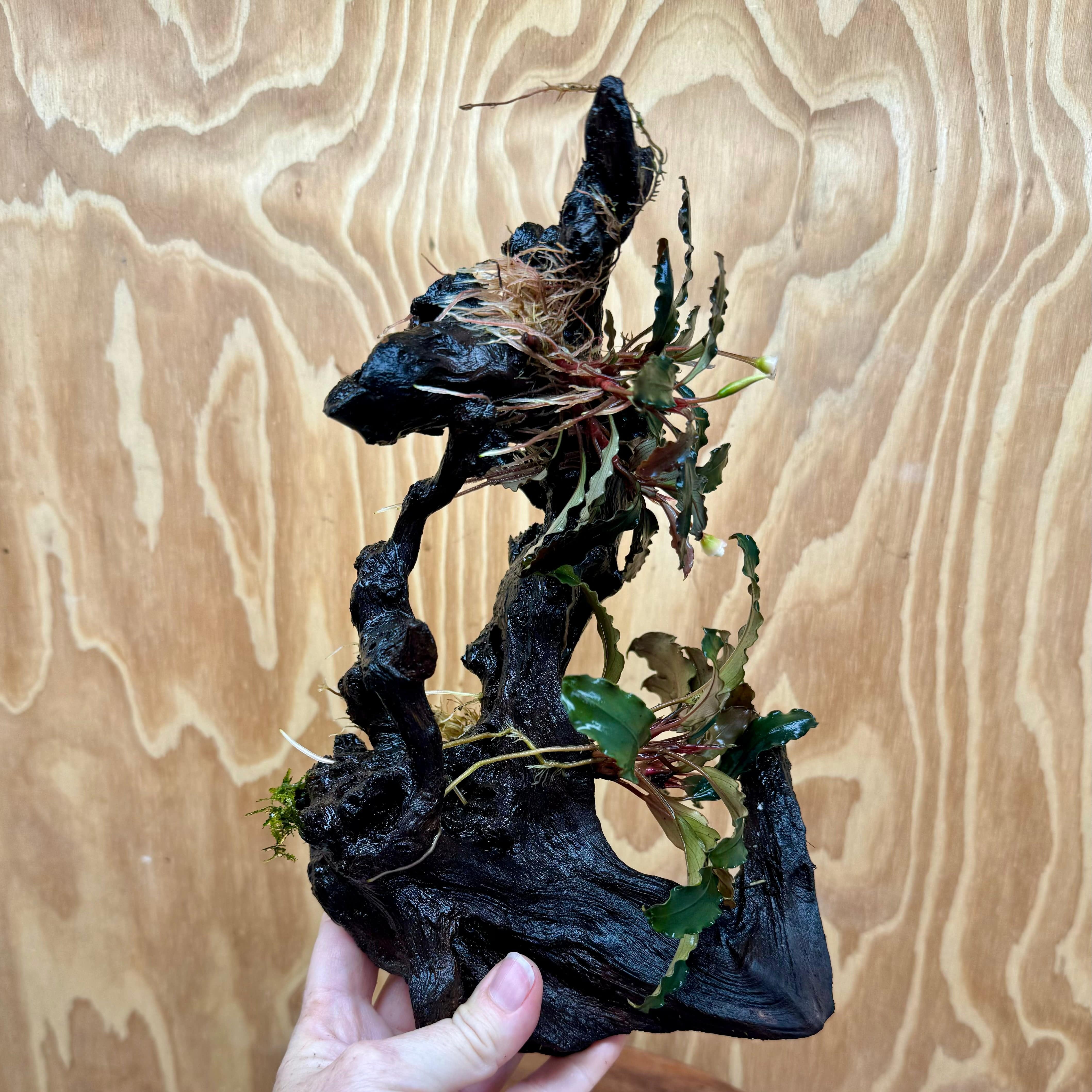 Scapeshop.com.au One Only Bucephalandra Double Planted Medium Driftwood - ONE ONLY - Elegant Bucephalandra Double Planted Medium Driftwood - ONE ONLY - Elegant