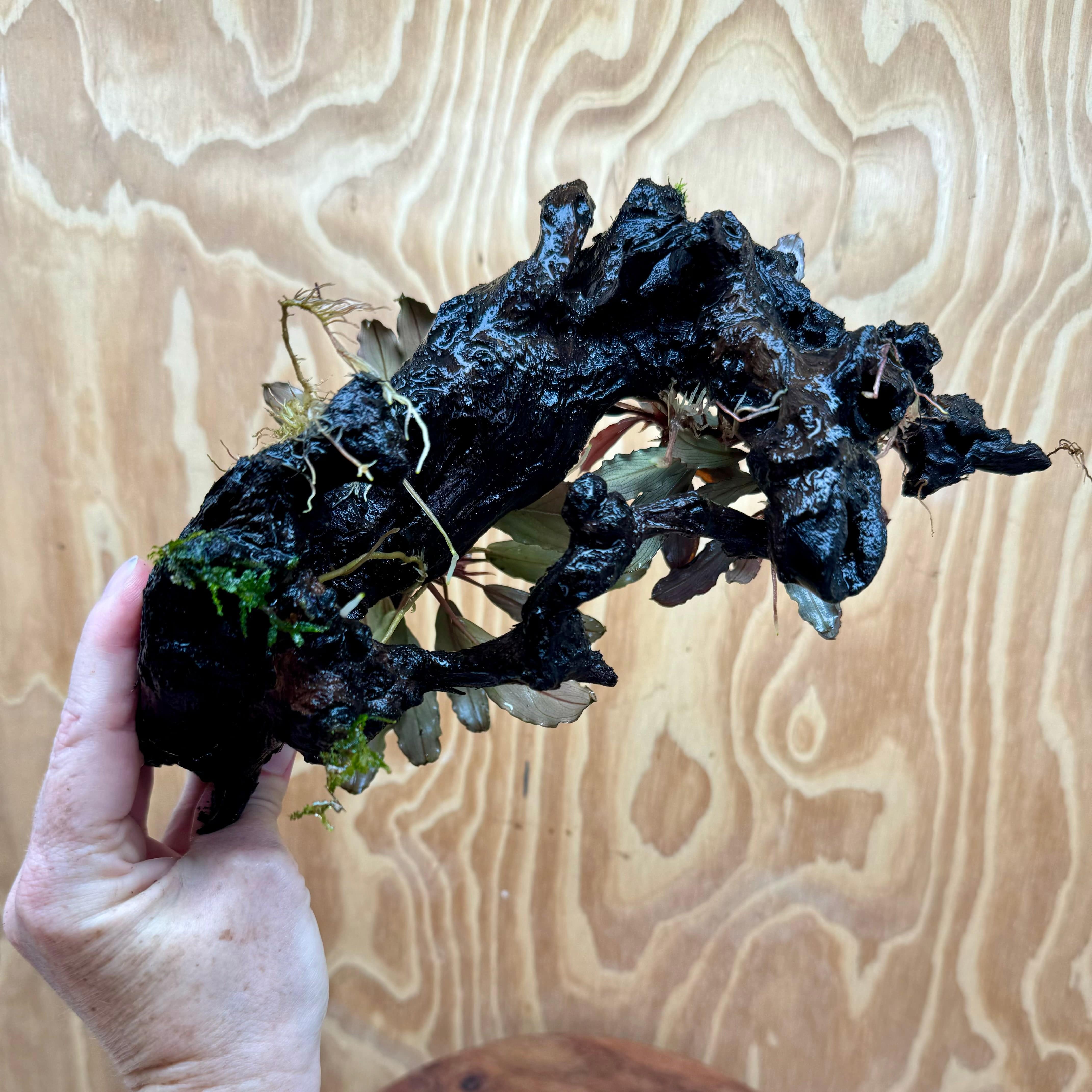 Scapeshop.com.au One Only Bucephalandra Double Planted Medium Driftwood - ONE ONLY - Elegant Bucephalandra Double Planted Medium Driftwood - ONE ONLY - Elegant