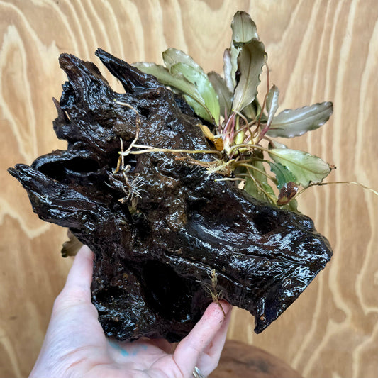 Scapeshop.com.au One Only Bucephalandra Double Planted Medium Driftwood - ONE ONLY - Fabulous Bucephalandra Double Planted Medium Driftwood - ONE ONLY - Fabulous