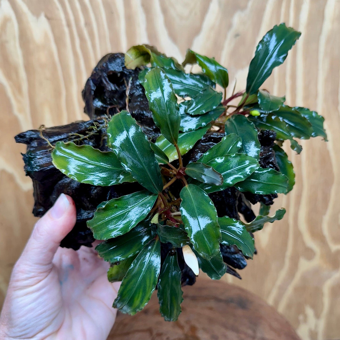 Scapeshop.com.au One Only Bucephalandra Double Planted Medium Driftwood - ONE ONLY - Fabulous Bucephalandra Double Planted Medium Driftwood - ONE ONLY - Fabulous