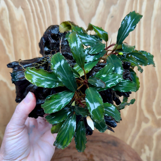 Scapeshop.com.au One Only Bucephalandra Double Planted Medium Driftwood - ONE ONLY - Fabulous Bucephalandra Double Planted Medium Driftwood - ONE ONLY - Fabulous