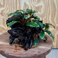 Scapeshop.com.au One Only Bucephalandra Double Planted Medium Driftwood - ONE ONLY - Fabulous Bucephalandra Double Planted Medium Driftwood - ONE ONLY - Fabulous