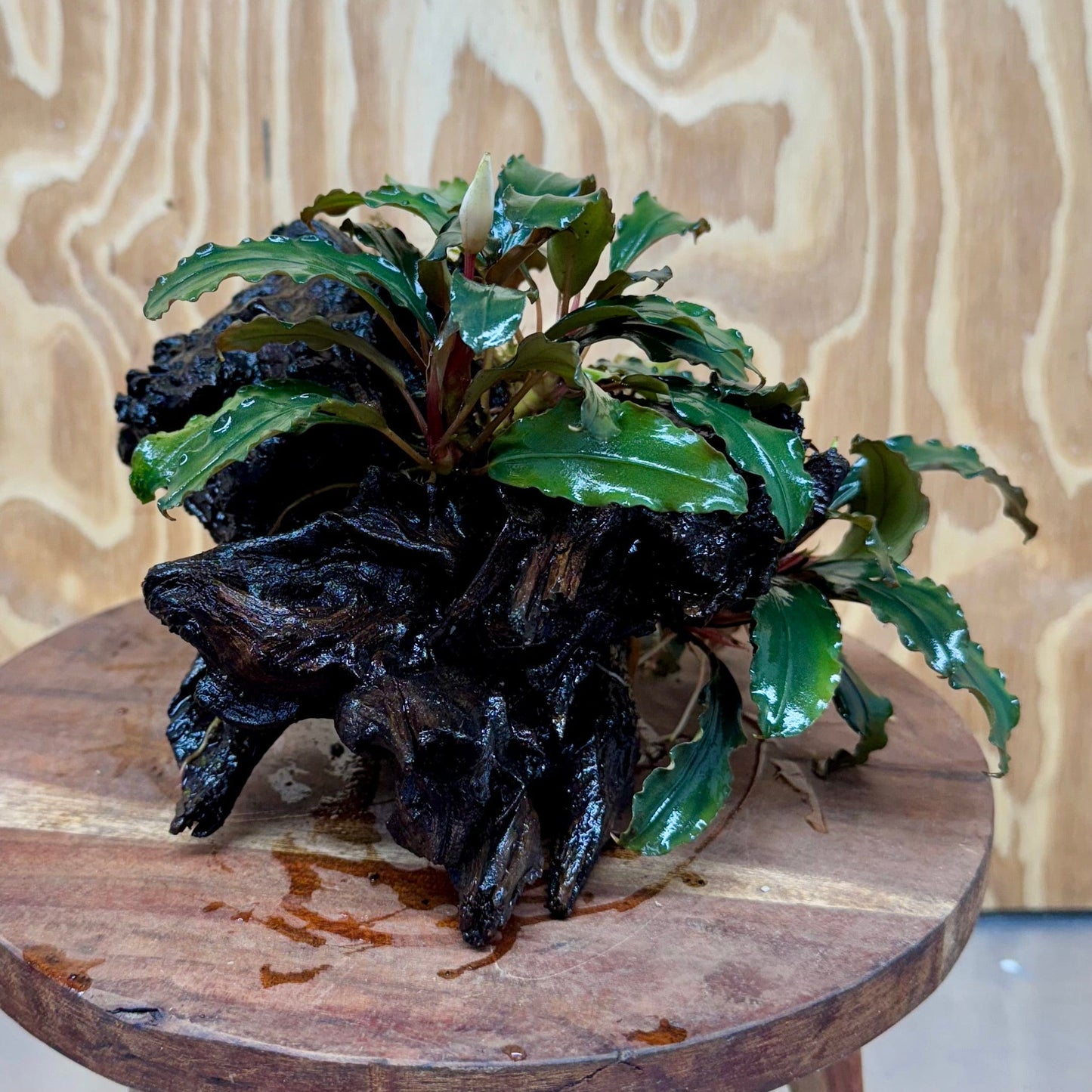 Scapeshop.com.au One Only Bucephalandra Double Planted Medium Driftwood - ONE ONLY - Fabulous Bucephalandra Double Planted Medium Driftwood - ONE ONLY - Fabulous