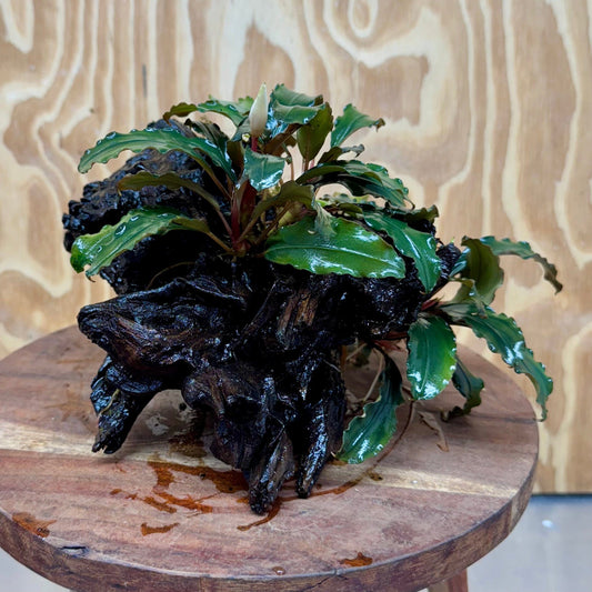Scapeshop.com.au One Only Bucephalandra Double Planted Medium Driftwood - ONE ONLY - Fabulous Bucephalandra Double Planted Medium Driftwood - ONE ONLY - Fabulous