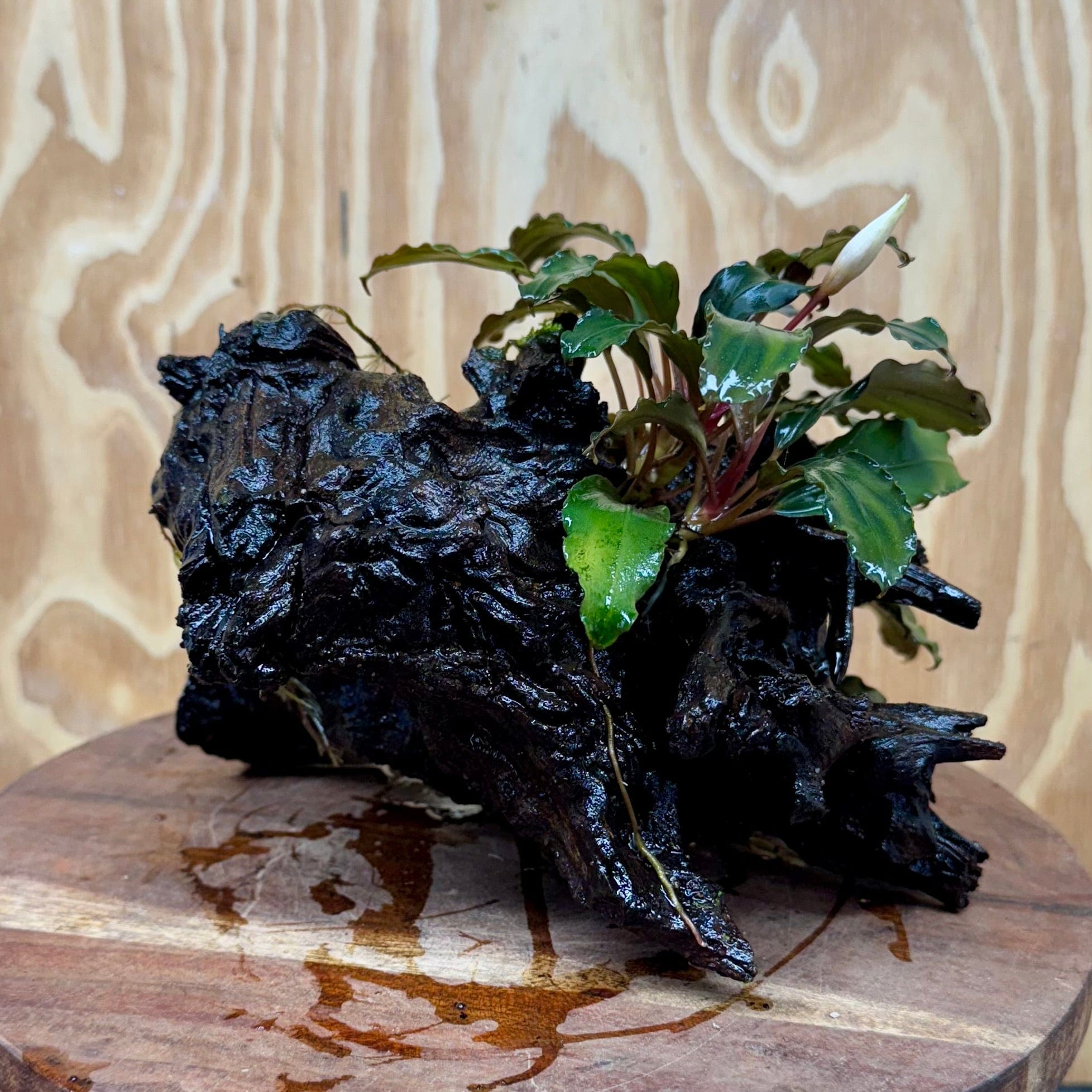 Scapeshop.com.au One Only Bucephalandra Double Planted Medium Driftwood - ONE ONLY - Fabulous Bucephalandra Double Planted Medium Driftwood - ONE ONLY - Fabulous