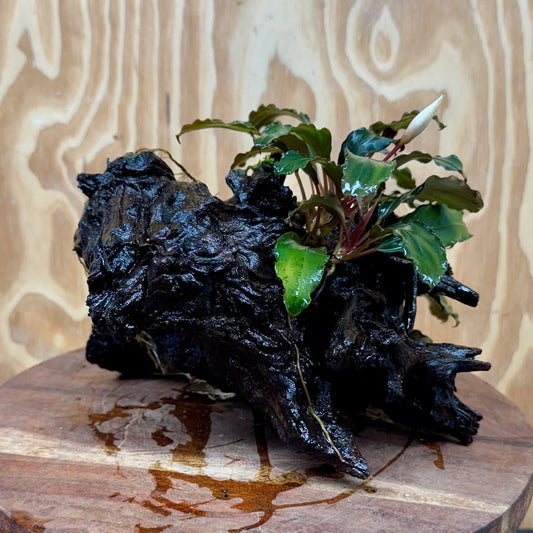 Scapeshop.com.au One Only Bucephalandra Double Planted Medium Driftwood - ONE ONLY - Fabulous Bucephalandra Double Planted Medium Driftwood - ONE ONLY - Fabulous